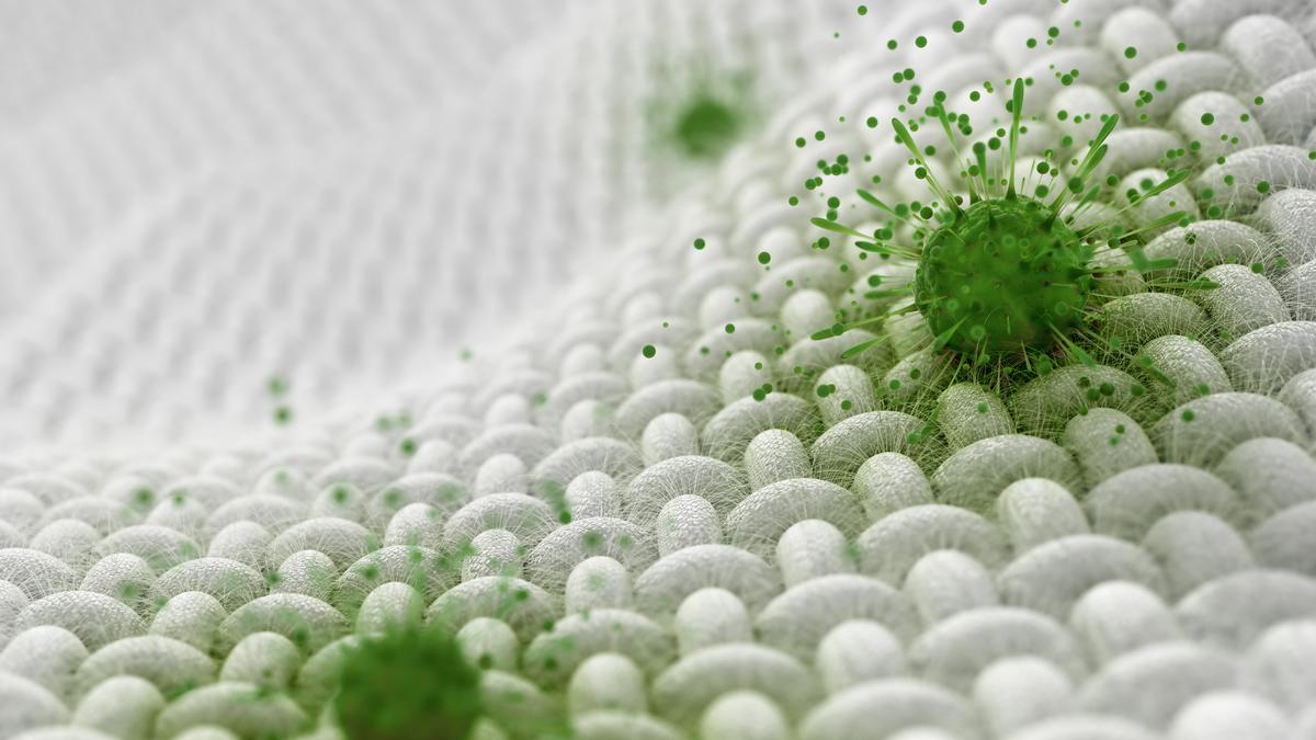 Bacteria on fabric