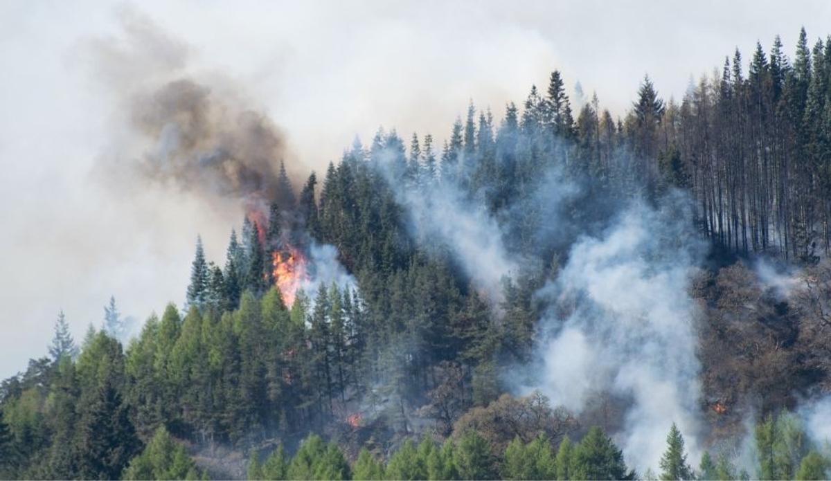 Fire burning and smoke rising in a pine forest.