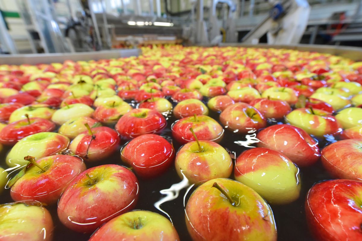 Découverte de l'IFS Progress Food