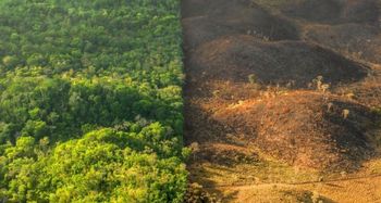 EUDR: What is Happening and How Should Businesses Respond EUDR: What is Happening and How Should Businesses Respond
