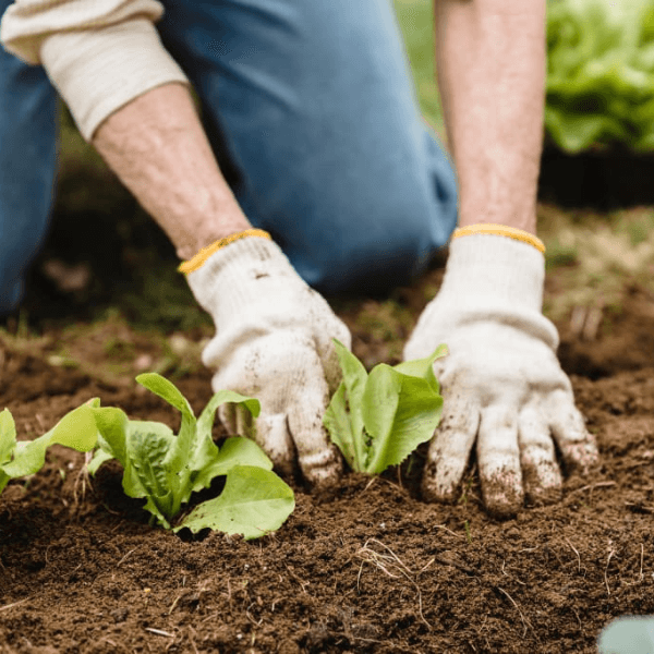 Mudanças no orgânico NOP-USDA: Saiba como se adequar as novas regras! Mudanças no orgânico NOP-USDA: Saiba como se adequar as novas regras!