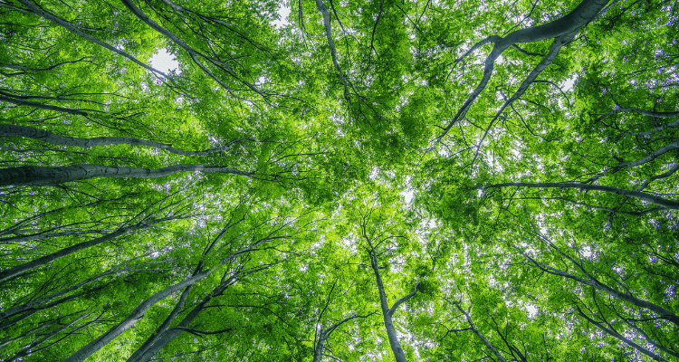 Deep Dive into the EU Deforestation Regulation (EUDR): Roles, Responsibilities, and Practical Scenarios