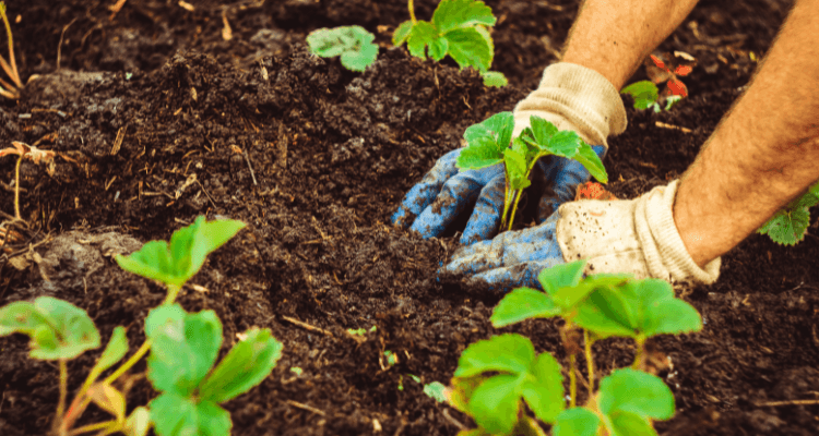 Agropecuária Regenerativa: O próximo diferencial competitivo do agro brasileiro Agropecuária Regenerativa: O próximo diferencial competitivo do agro brasileiro